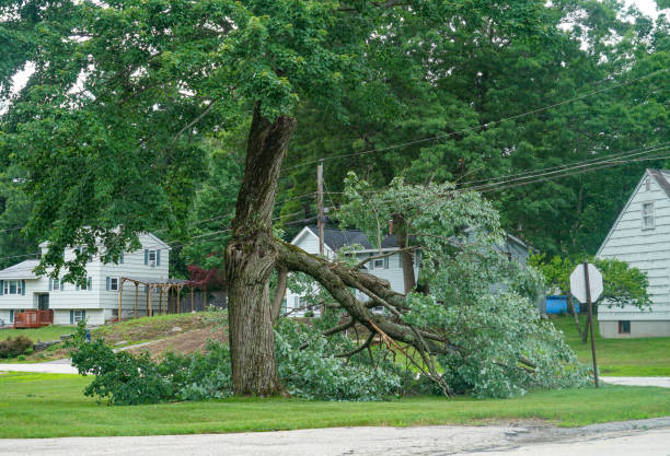 Reliable Mission Hills, KS Tree Removal Solutions