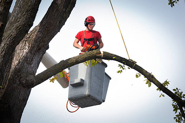 How Our Tree Care Process Works  in  Mission Hills, KS